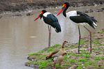 saddle-billed stork (Ephippiorhynchus senegalensis), Egyptian goose (Alopochen aegyptiaca)