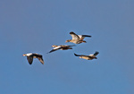 Egyptian goose (Alopochen aegyptiaca)