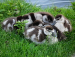 Egyptian goose (Alopochen aegyptiaca)