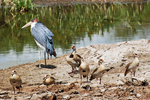 Egyptian goose (Alopochen aegyptiaca), marabou stork (Leptoptilos crumenifer)