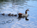 Egyptian goose (Alopochen aegyptiaca)