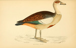 Egyptian goose (Alopochen aegyptiaca)