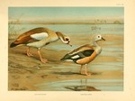 Egyptian goose (Alopochen aegyptiaca), Orinoco goose (Neochen jubata)