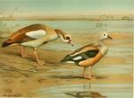 Egyptian goose (Alopochen aegyptiaca), Orinoco goose (Neochen jubata)