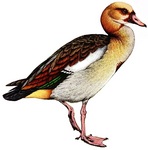 Egyptian goose (Alopochen aegyptiaca)