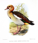 Egyptian goose (Alopochen aegyptiaca)