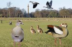 Egyptian goose (Alopochen aegyptiaca)