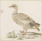 Egyptian goose (Alopochen aegyptiaca)