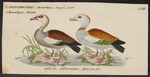 Egyptian goose (Alopochen aegyptiaca)