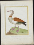 Egyptian goose (Alopochen aegyptiaca)
