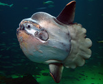 ocean sunfish, common mola (Mola mola)