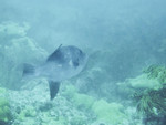 ocean sunfish, common mola (Mola mola)