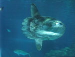 ocean sunfish, common mola (Mola mola)