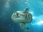 ocean sunfish, common mola (Mola mola)