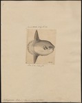 ocean sunfish, common mola (Mola mola)