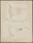 ocean sunfish, common mola (Mola mola)