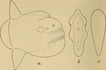 ocean sunfish, common mola (Mola mola)