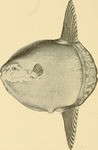 ocean sunfish, common mola (Mola mola)