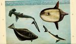 ...smooth hammerhead (Sphyrna zygaena), sharptail mola (Masturus lanceolatus), Atlantic halibut (Hi