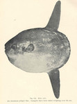 ocean sunfish, common mola (Mola mola)