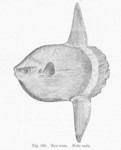 ocean sunfish, common mola (Mola mola)