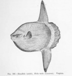 ocean sunfish, common mola (Mola mola)