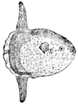 ocean sunfish, common mola (Mola mola)