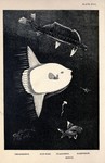 black swallower (Chiasmodon niger), ocean sunfish (Mola mola), longnose lancetfish (Alepisaurus ...