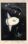 ...black swallower (Chiasmodon niger), ocean sunfish (Mola mola), longnose lancetfish (Alepisaurus 