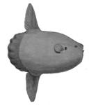 ocean sunfish, common mola (Mola mola)