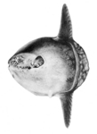 ocean sunfish, common mola (Mola mola)