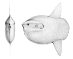 ocean sunfish, common mola (Mola mola)