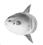 ocean sunfish, common mola (Mola mola)