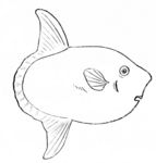 ocean sunfish, common mola (Mola mola)