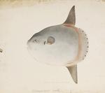 ocean sunfish, common mola (Mola mola)