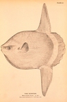 ocean sunfish, common mola (Mola mola)