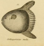 ocean sunfish, common mola (Mola mola)