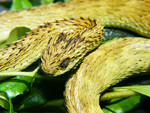 rough-scaled bush viper (Atheris hispida)