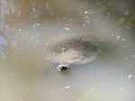 Mary River turtle (Elusor macrurus)