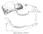 Siberian musk deer (Moschus moschiferus)