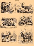 Siberian musk deer (Moschus moschiferus), Père David's deer (Elaphurus davidianus), Reindeer (Ra...