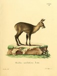 Siberian musk deer (Moschus moschiferus)