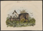 Siberian musk deer (Moschus moschiferus)