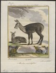 Siberian musk deer (Moschus moschiferus)