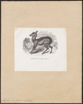 Siberian musk deer (Moschus moschiferus)