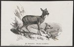 Siberian musk deer (Moschus moschiferus)