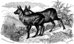 Siberian musk deer (Moschus moschiferus)