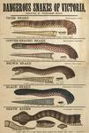 Bardick (Echiopsis curta), Lowlands copperhead (Austrelaps superbus), Eastern brown snake (Pseud...