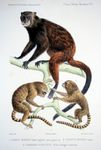 Black-mantled tamarin (Saguinus nigricollis), Pygmy marmoset (Cebuella pygmaea)