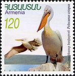 Dalmatian pelican (Pelecanus crispus)